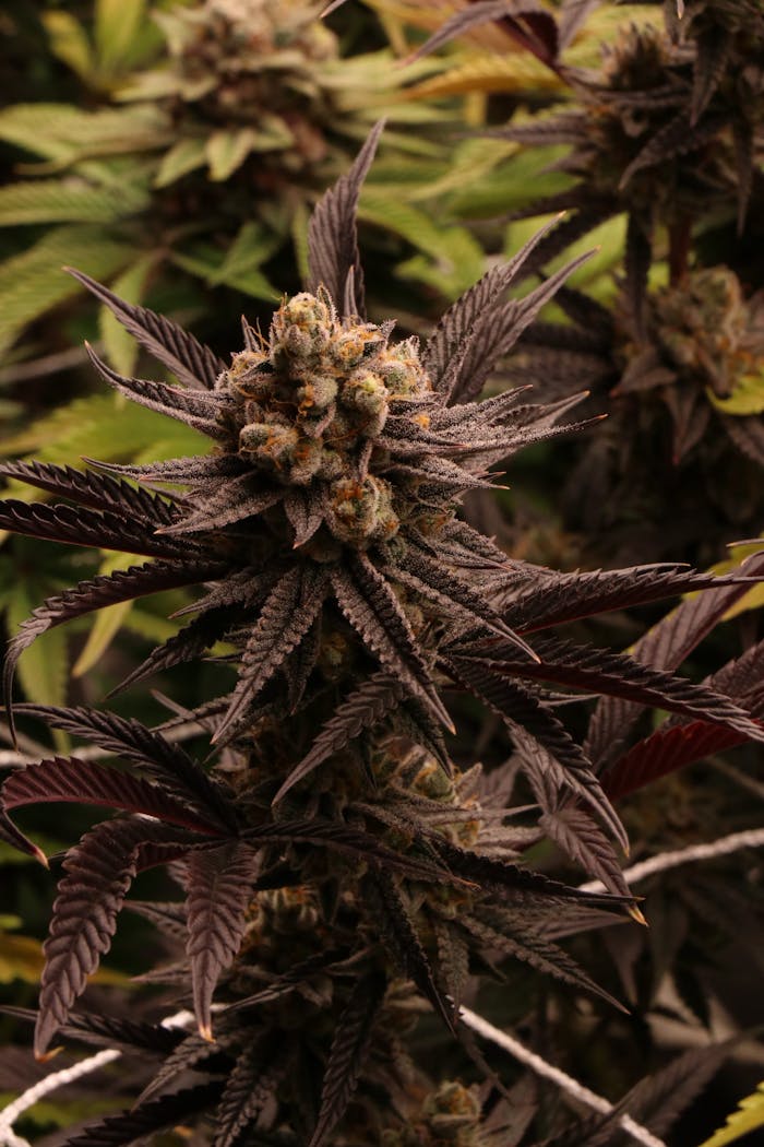 Detailed close-up of a blooming cannabis plant with purple hues and dense buds.