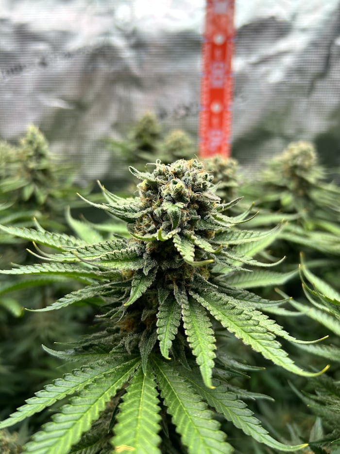 Detailed view of a cannabis plant flower in an indoor grow setup, showcasing trichomes and leaves.